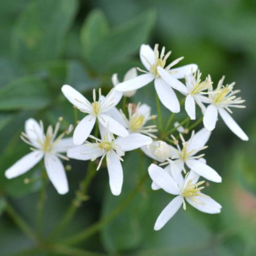 Armandii Snowdrift Clematis Close-Up