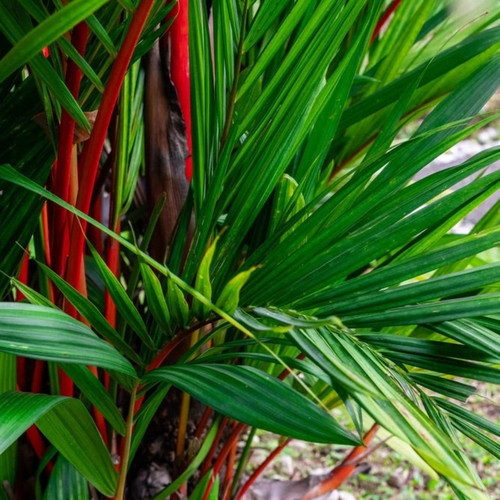 Lipstick Palm lush leaves