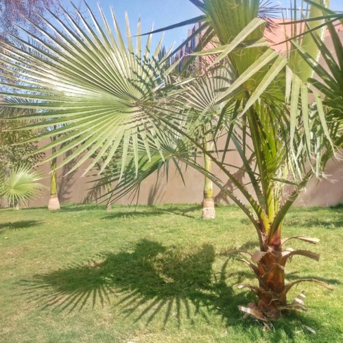Dwarf Palmetto Tree in back yard