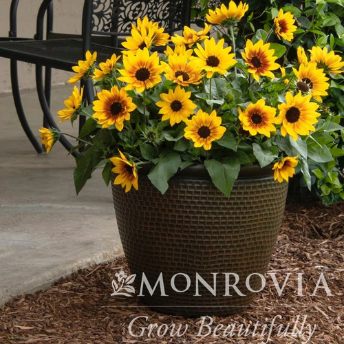 SunBelievable® Brown Eyed Girl Helianthus in pot