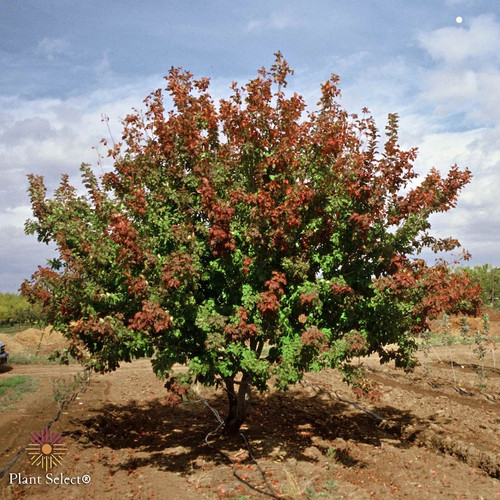 Hot Wings™ Tatarian Maple tree