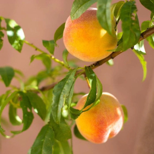 Garden Gold Miniature Peach Tree fruit