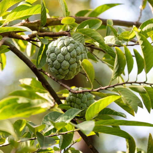 Sugar Apple Tree fruit