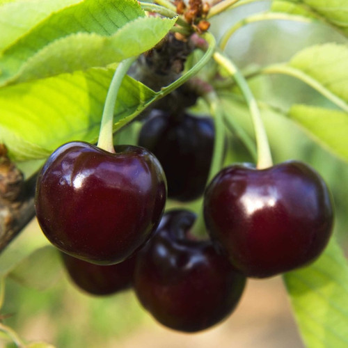 Black Tartarian Cherry Tree fruit Black Tartarian Cherry Tree fruit