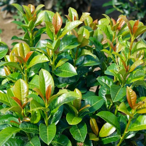 Volcano Cherry Laurel lush leaves Volcano Cherry Laurel lush leaves