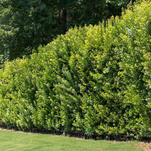 Southern Wax Myrtle as hedge Southern Wax Myrtle as hedge