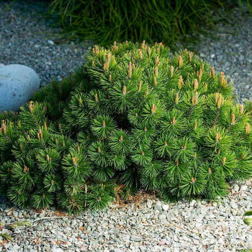 Pumillio Mugho Pine ground cover