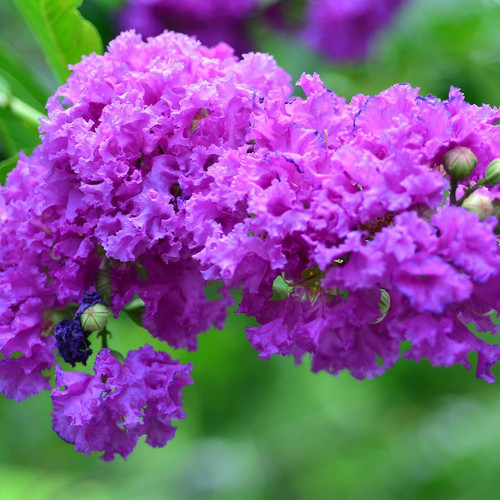Catawba Crape Myrtle blooming
