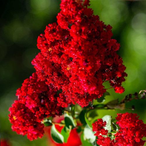 Scarlet Colorama™ Crape Myrtle flowering Scarlet Colorama™ Crape Myrtle flowering