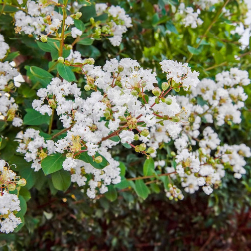 Natchez Crape Myrtle flowering Natchez Crape Myrtle flowering