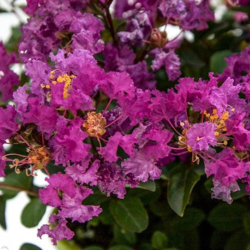 Bellini® Grape Crape Myrtle flower close up Bellini® Grape Crape Myrtle flower close up