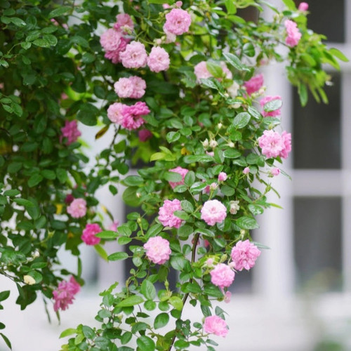 Peggy Martin Climbing Rose flowering