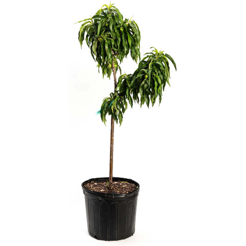 Bonanza Patio Peach Plant Pot