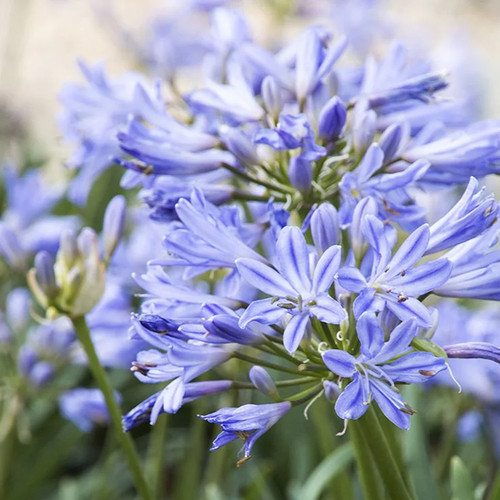 Baby Pete™ Agapanthus Close-Up