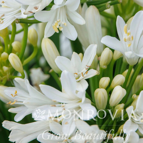 Bridal Veil® Agapanthus Close-Up