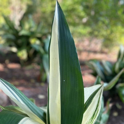 Variegated Cast Iron Plant Close-Up