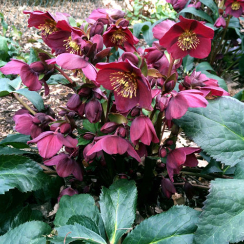 Ice N' Roses® Red Helleborus Close-Up Ice N' Roses® Red Helleborus Close-Up