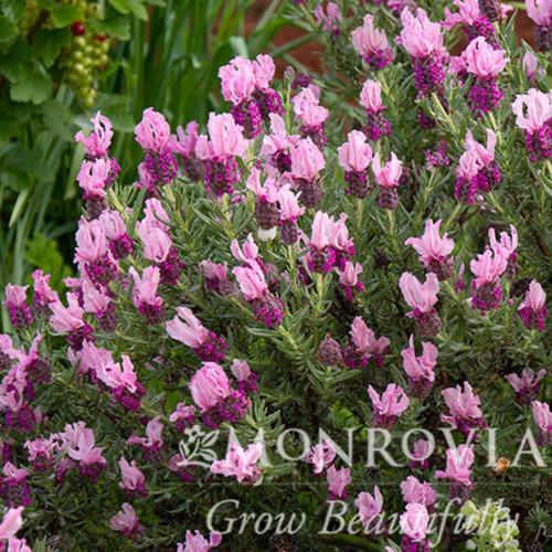 Javelin Forte™Deep Rose Spanish Lavender Blooms
