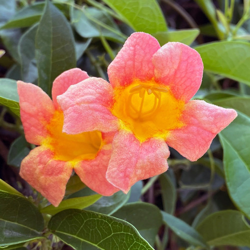 Tangerine Beauty Crossvine Close-Up Tangerine Beauty Crossvine Close-Up
