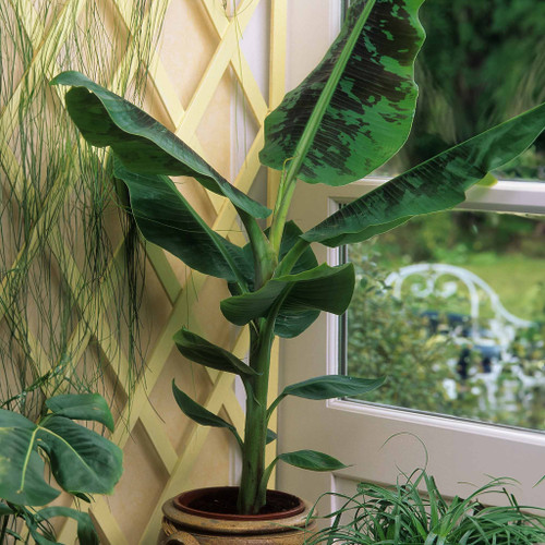 Dwarf Cavendish Banana Tree Plant Pot