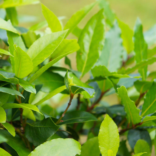 Bay Laurel