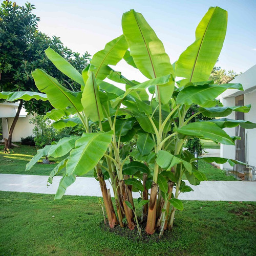 Healthy Cold Hardy Banana Tree