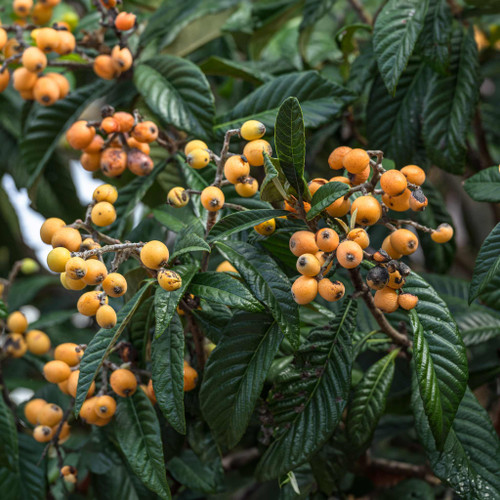 Japanese Loquat fruits close up Japanese Loquat fruits close up