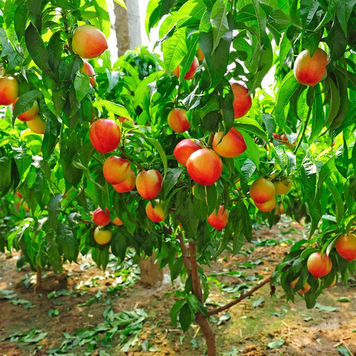 Contender Peach bearing fruit