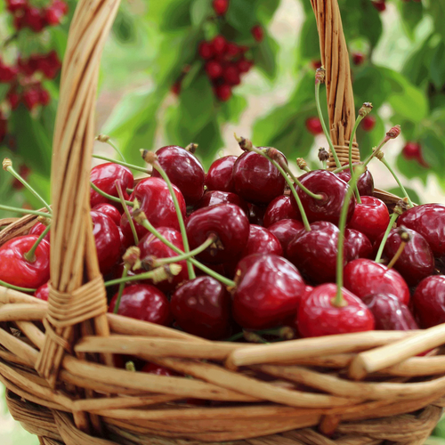 Bing Cherry Tree fruits in a basket