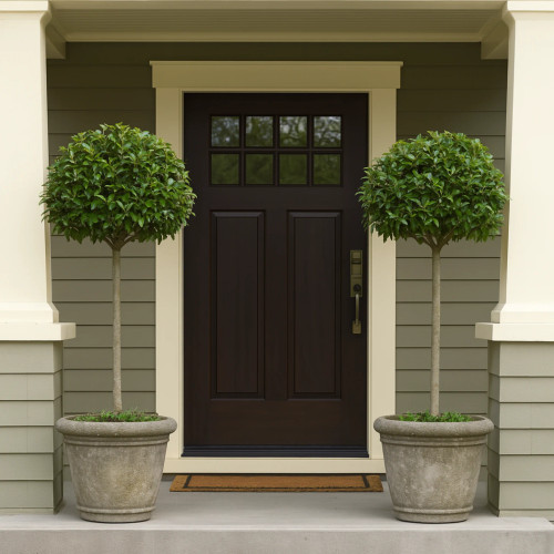 English Laurel Topiary in front ddor