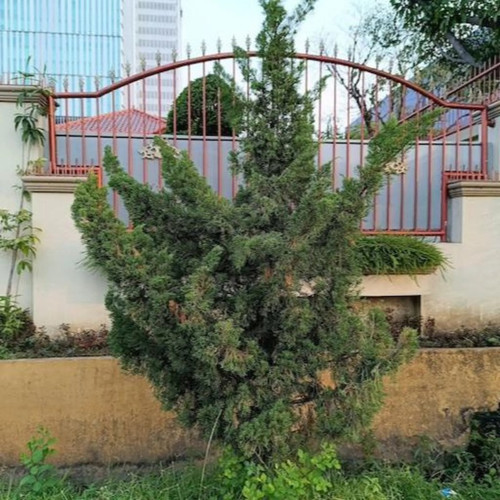 Hollywood Juniper Tree in frontyard Hollywood Juniper Tree in frontyard