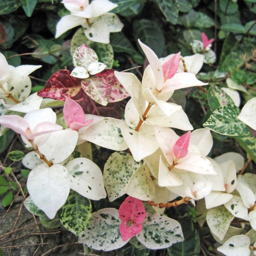 Snow-N-Summer™ Asiatic Jasmine white variegated foliage Snow-N-Summer™ Asiatic Jasmine white variegated foliage