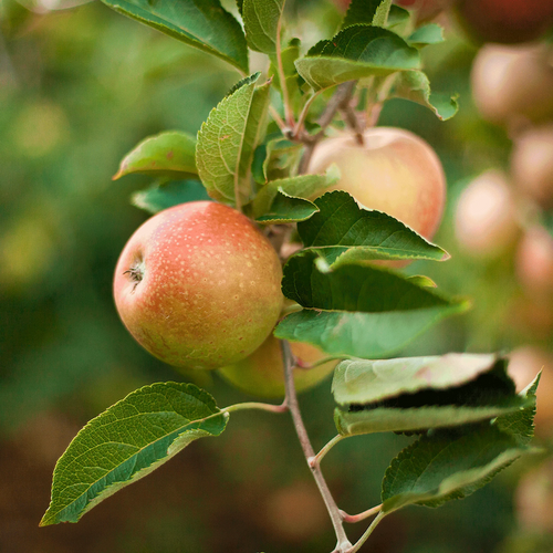 Honeycrisp™ Apple Tree fruits