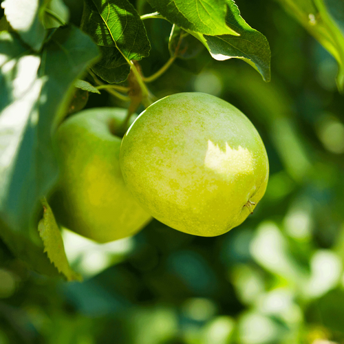 Granny Smith Apple Fruit Tree
