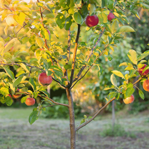Fuji Apple Tree bearing fruits