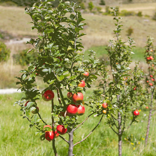 Gala Apple Tree with fruits