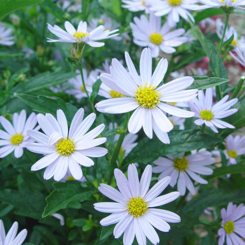 Blue Star Japanese Aster Flowering In The Sunlight
