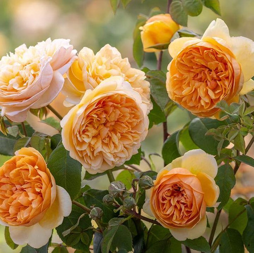 Bring Me Sunshine™ English Shrub Rose orange flowing