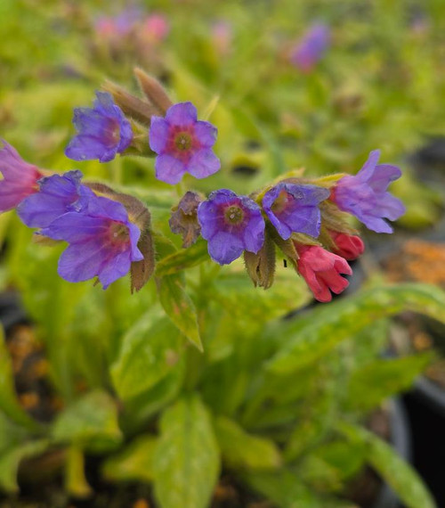 Celebration lungwort flower close up