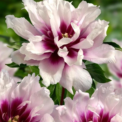 Paeonia x ITOH 'Cora Louise'