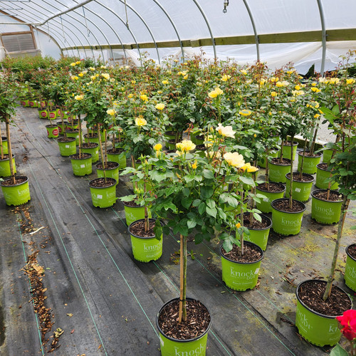 Easy Bee-zy™ Knock Out Rose - Tree Form Crop Photo