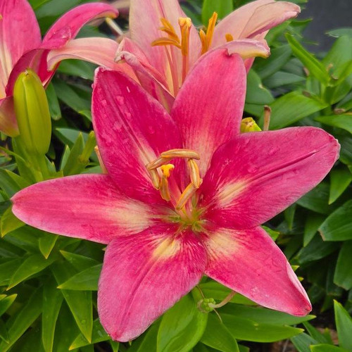 Lilium asiatic Fantasiatic Pink