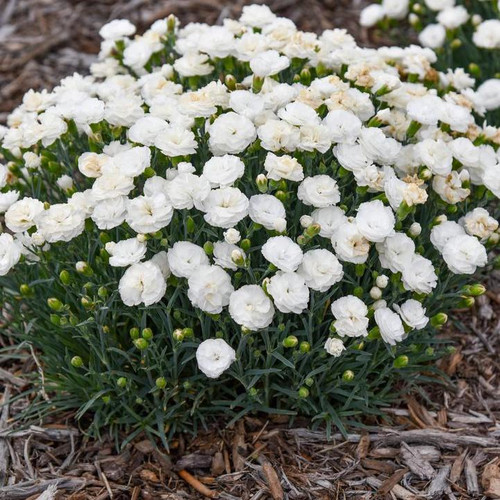 Fruit Punch® Whipped Cream Dianthus whit flower