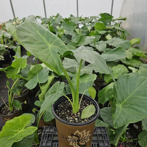 Portodora Alocasia