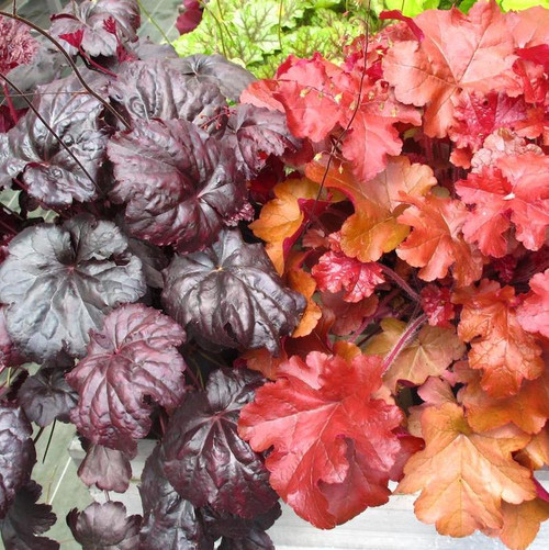 Red Sea Coral Bells deep red foliage