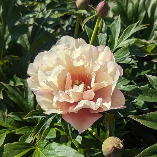 Scrumdidleyumptious Itoh Peony blooming