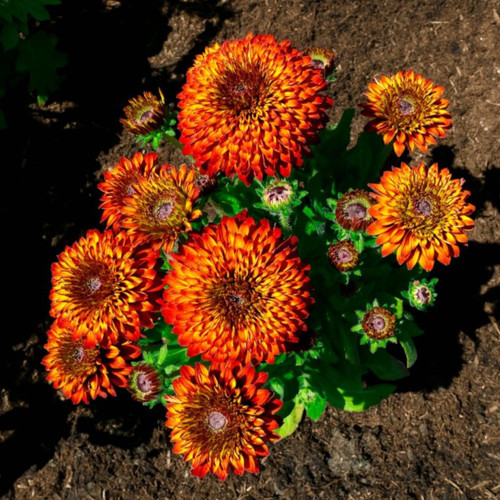 Solar Sisters™ Black-eyed Susan Plant With Beautiful Flowers