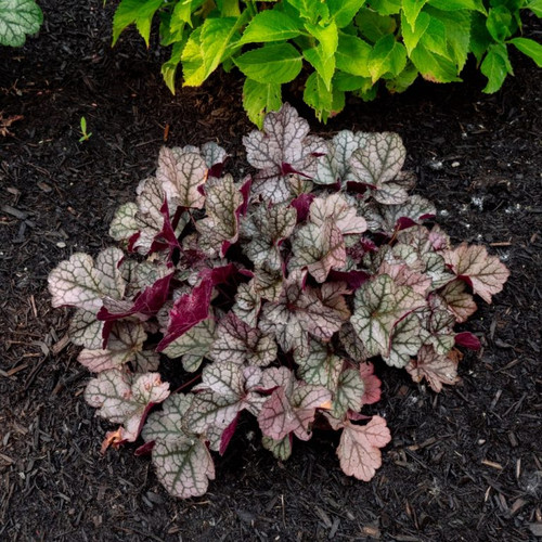 Spice Curls™ Coral Bells Plant In The Shade