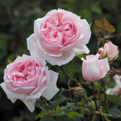 Two pale pink blooms with buds, close-up