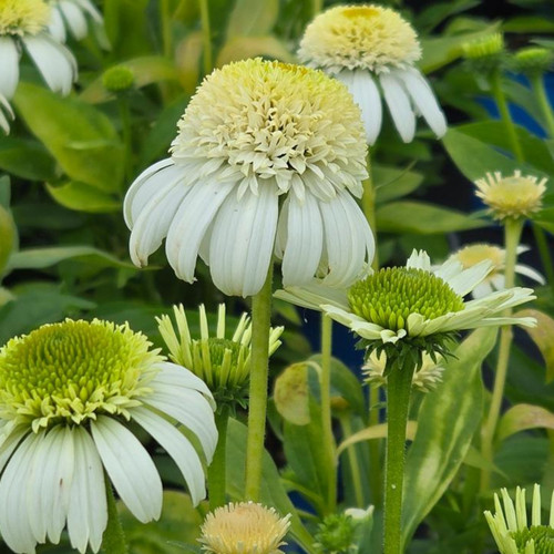Vanilla Drip™ Coneflower Flowers Close Up